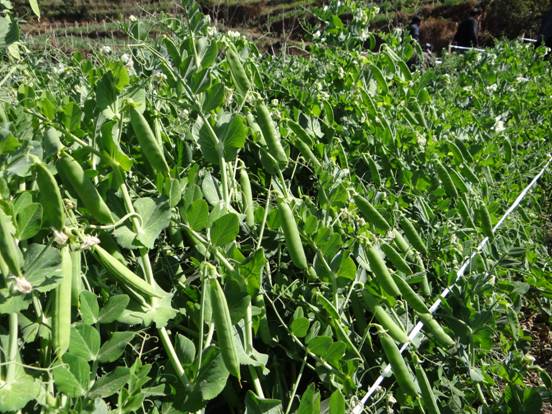 甜豌豆种植的栽培技术甜豌豆的种植方法和技术