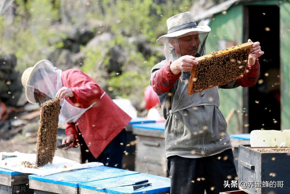 在农村养蜂能赚钱吗？ 在农村养蜂有需要什么技术