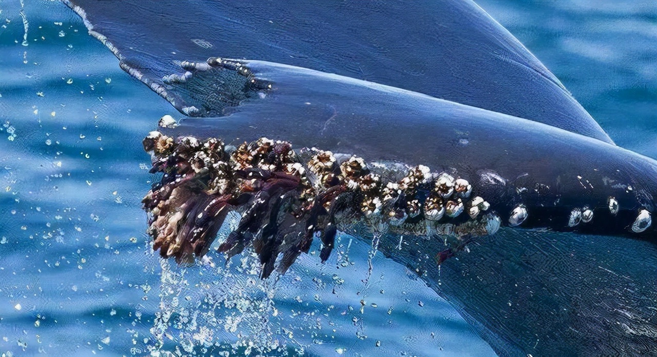 越来越多鲸鱼找人清除藤壶人工清除鲸鱼藤壶
