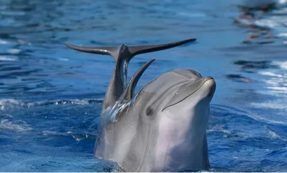 海豚真情会图片