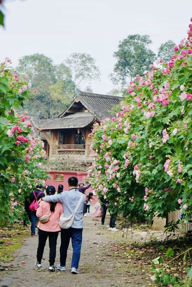 青阳芙蓉湖花海介绍图片