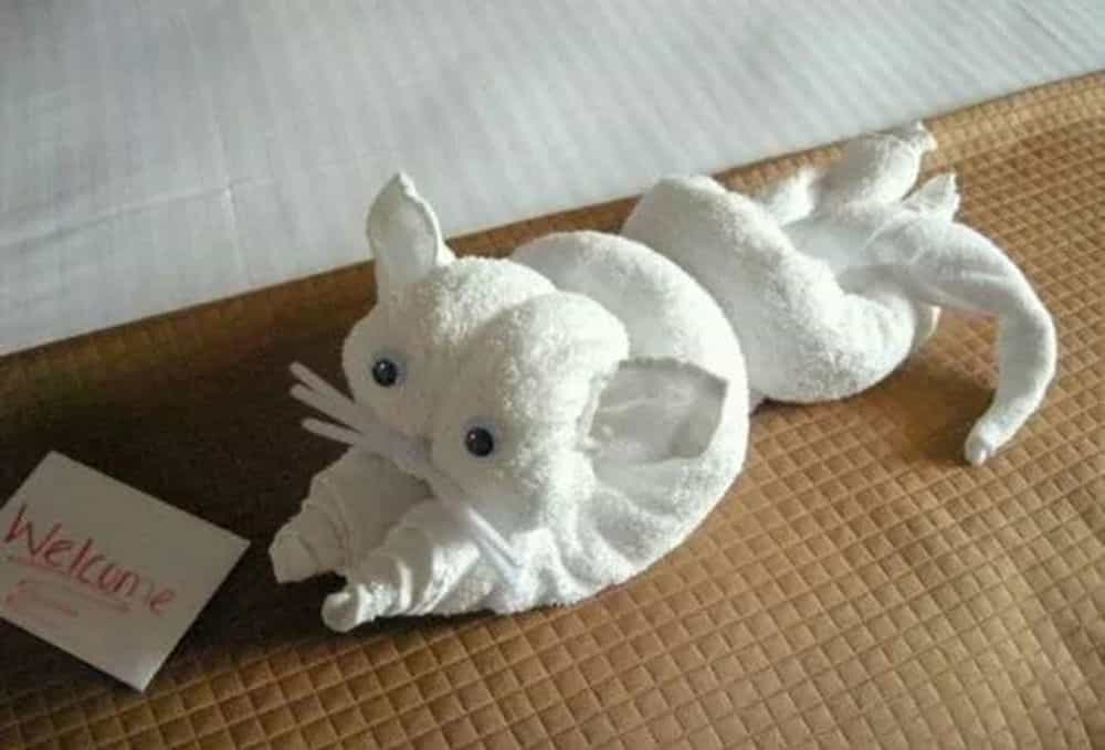 毛巾折叠小动物图片