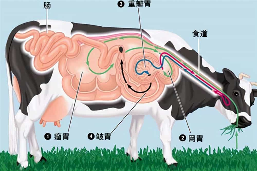 为什么要在牛身上开个洞 为什么要在牛身上开一个洞