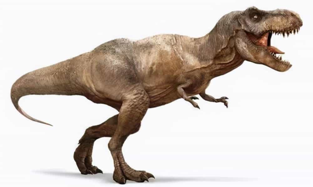 霸王龙的进化史图片