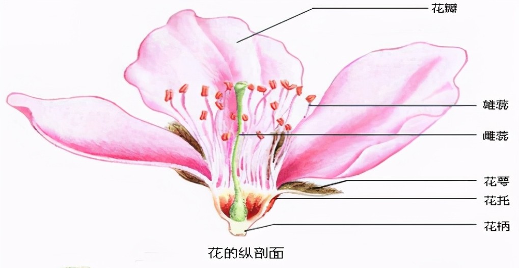 樱花的构造图图片