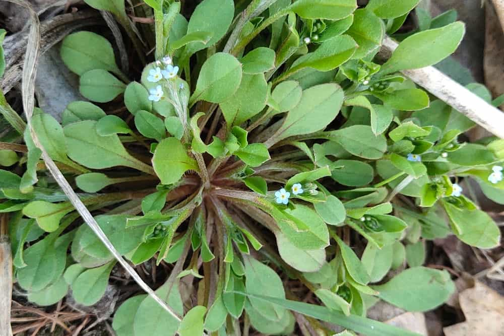 勿忘草和附地菜图片