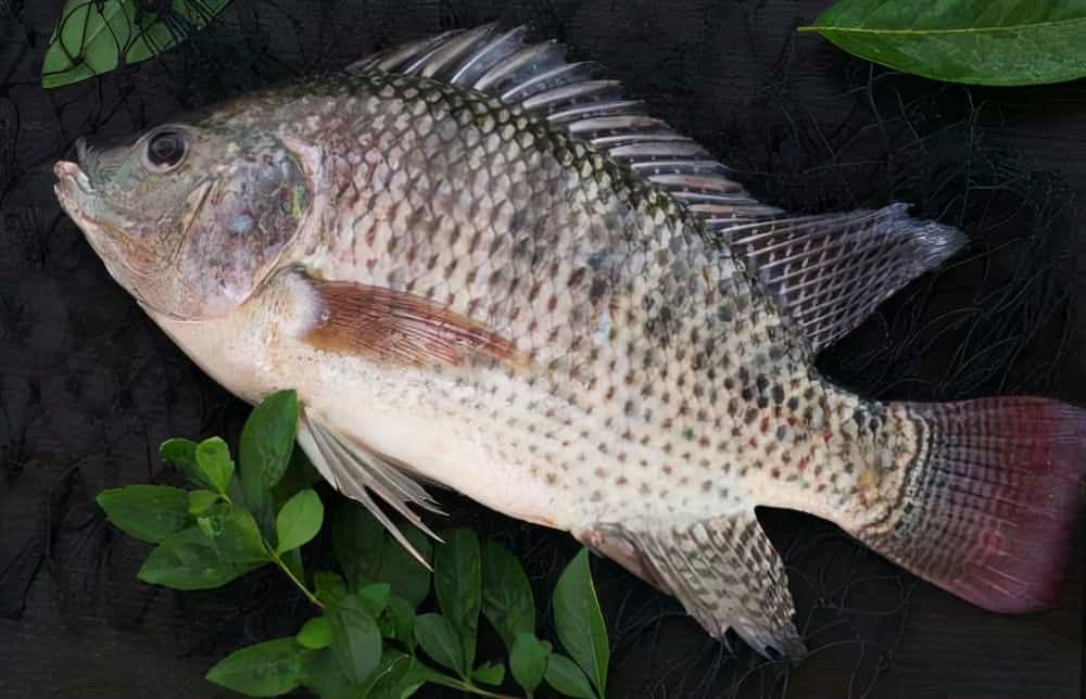 莫桑比克罗非鱼图片图片