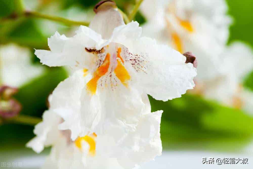 花朵里盛有甜甜的蜂蜜什么花的蜂蜜甜