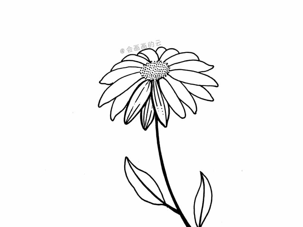 小雏菊画法图片