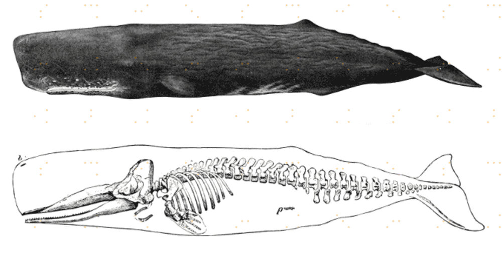 鲸鱼的骨骼复原图图片