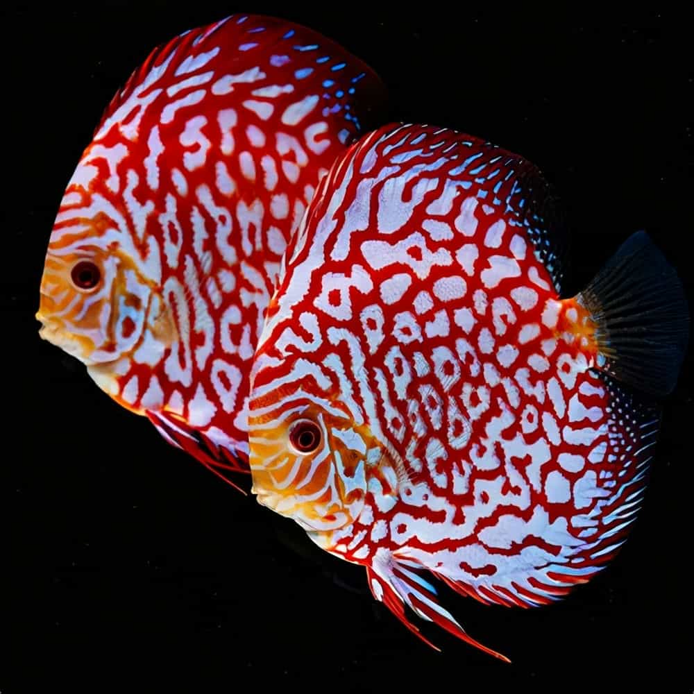 七彩神仙鱼的种类图片