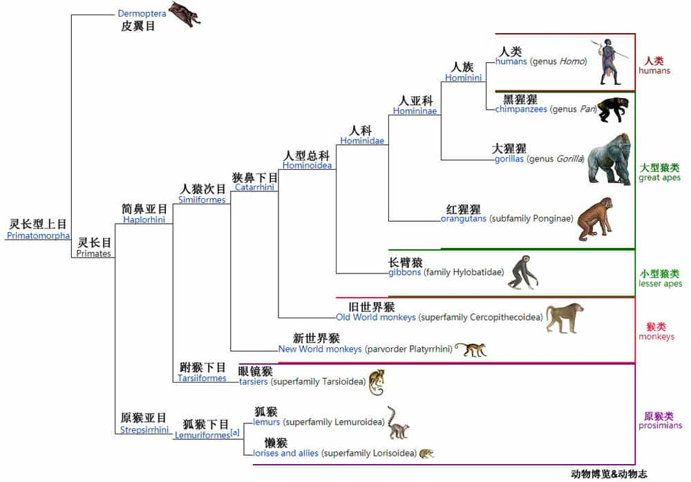 研究发现表明,人类与其它动物的分界点是在500万—800万年前,有些类似