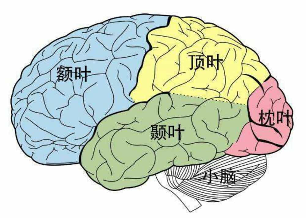 大脑记忆区域分布图图片