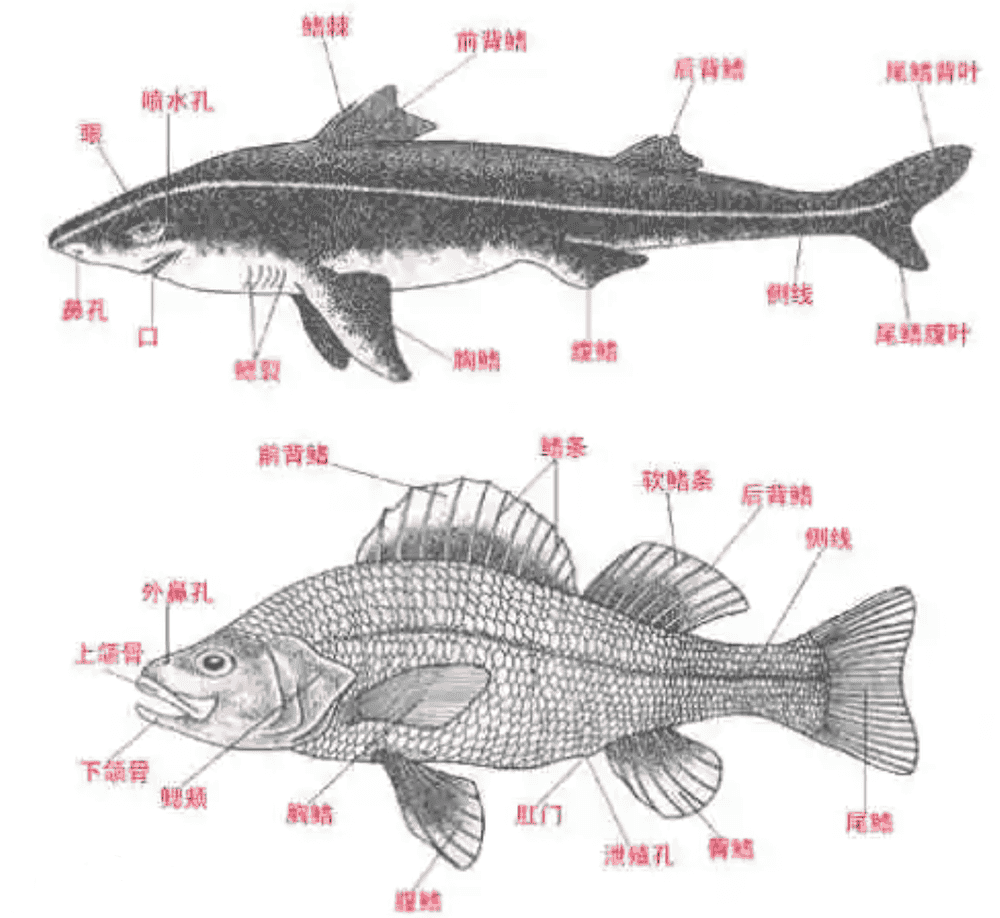 鱼的结构示意图八年级图片