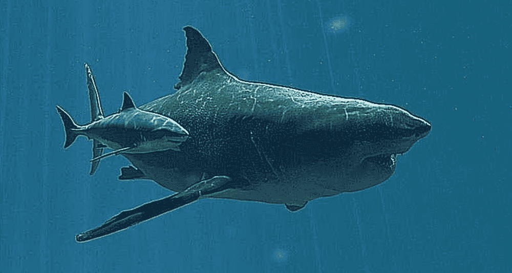鲨鱼进化的悲歌鲨鱼进化