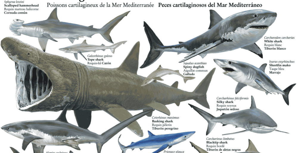 鲨鱼进化的悲歌鲨鱼进化