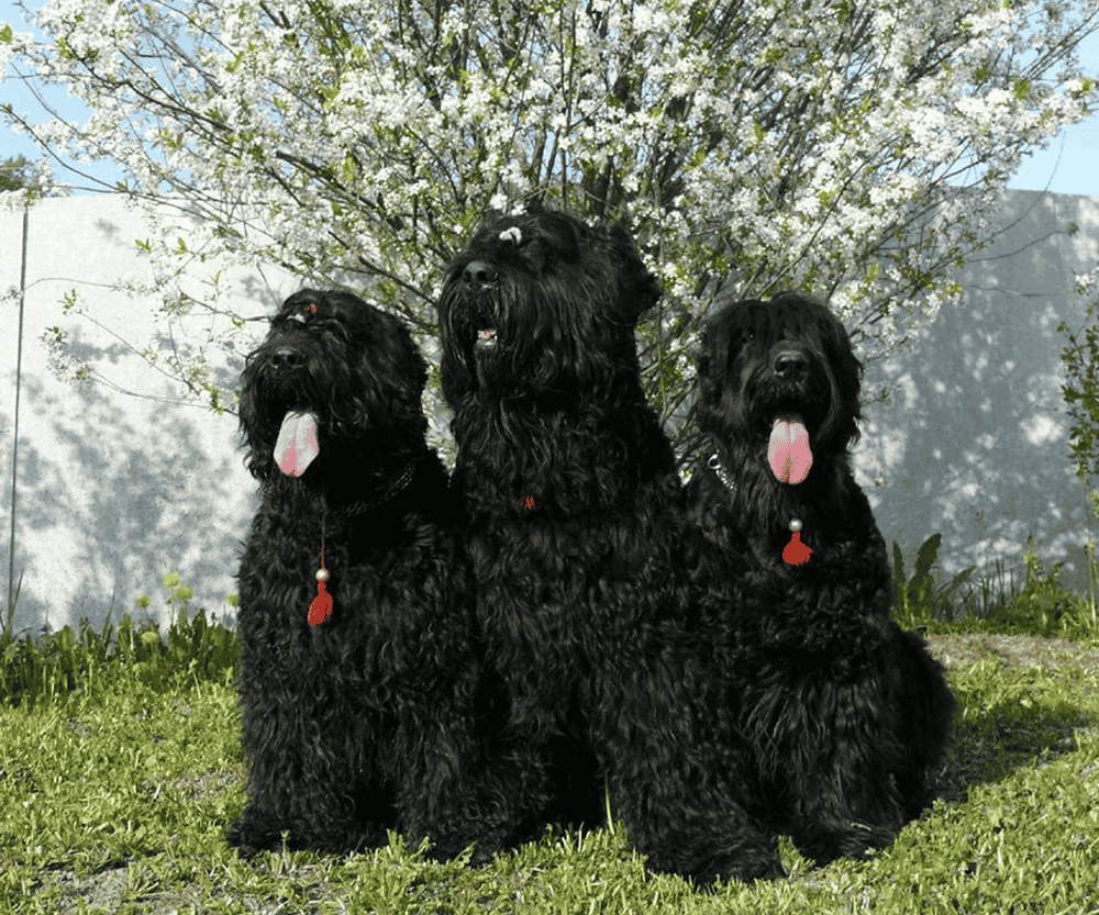 黑色长毛狗狗品种名称图片