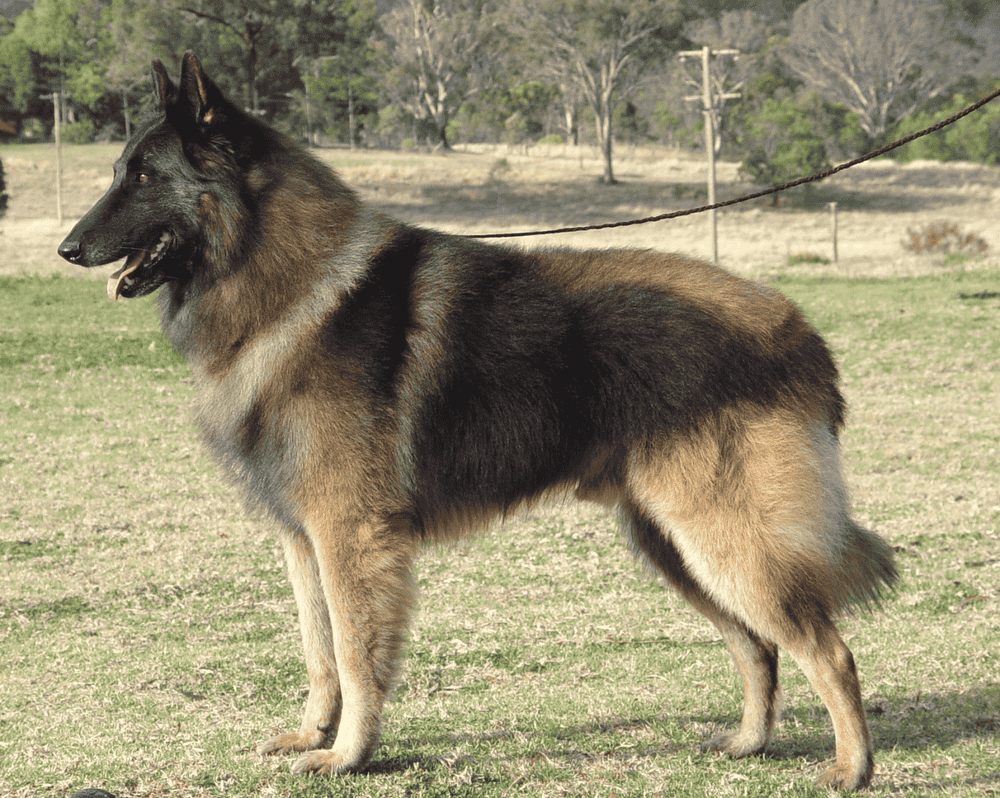 中型猎犬品种图片