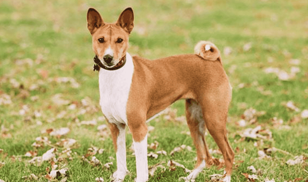 巴仙吉犬源于非洲则为小型的短毛猎犬