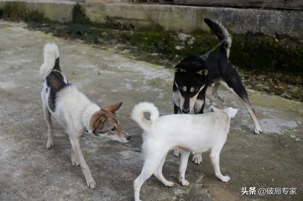 土狗服务器（土狗论坛交易板块） 土狗服务器（土狗论坛买卖
业务
板块）「土狗商城官网」 行业资讯