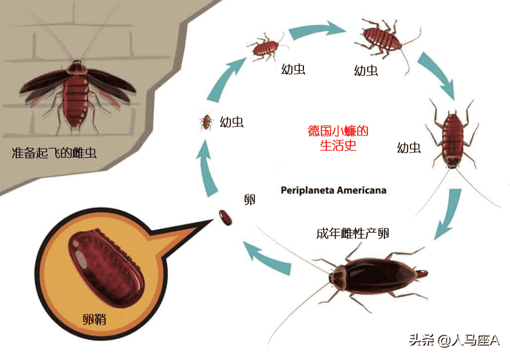 蟑螂卵孵化过程图片