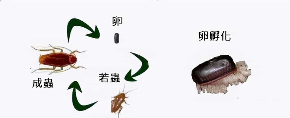 蟑螂为什么叫小强图片