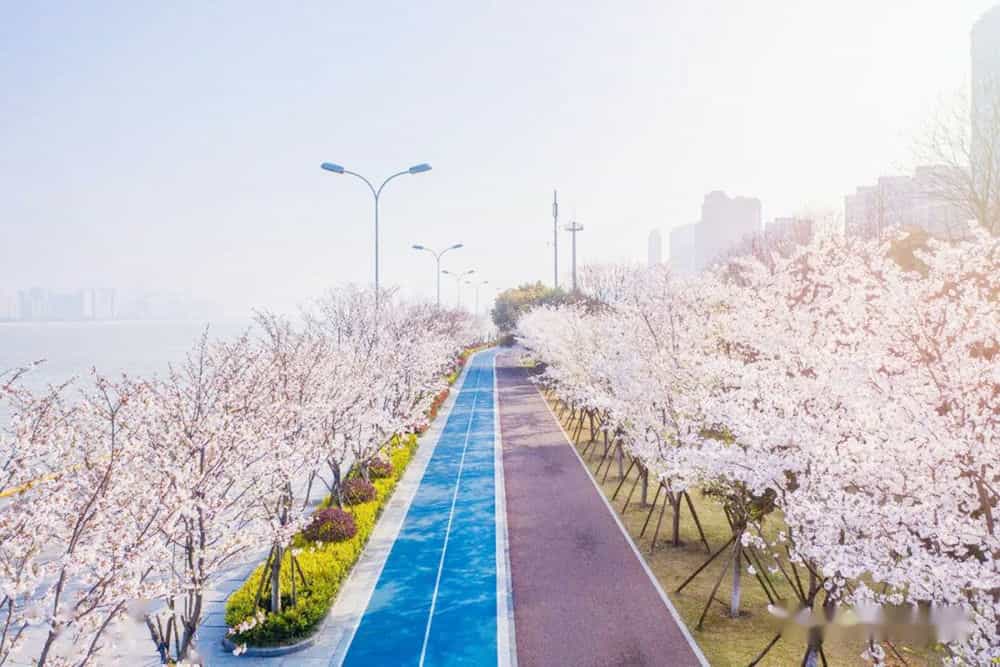 第四个地方是杭州滨江区的闻涛路,这里是有名的樱花大道,这条路上种植