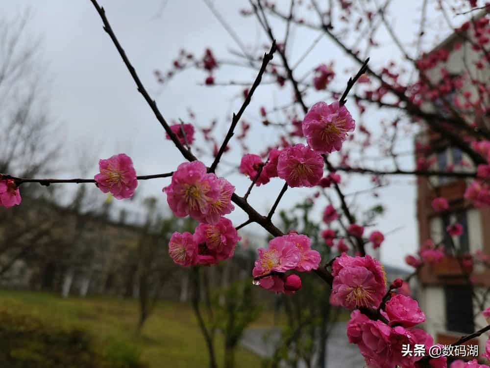 梅花十二的照片曝光图片