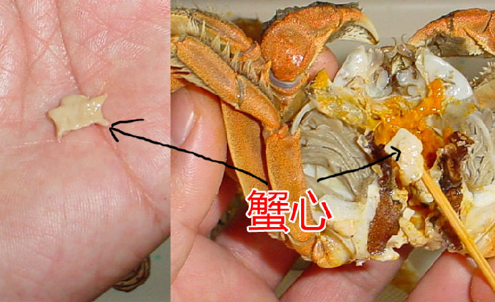 足软腹蟹图片