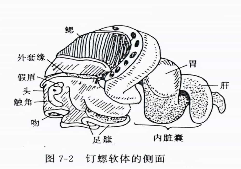 海螺脑子在哪图解图片