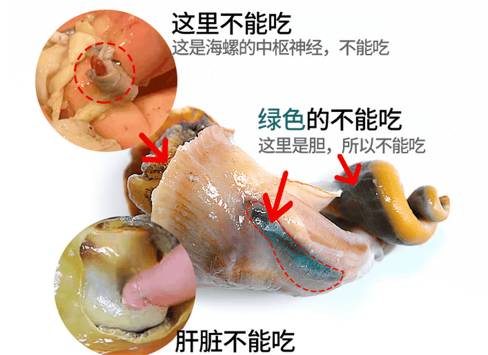 海螺内部结构解析图图片