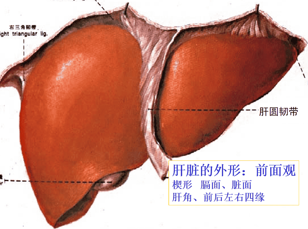 肝圆韧带切迹图片