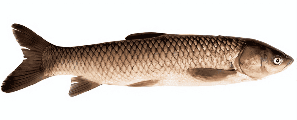 22种鱼的辨别图片常见鱼种类识别图
