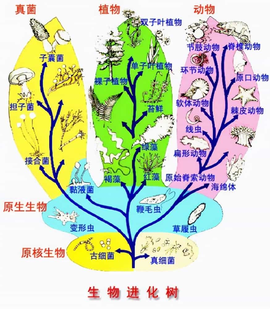 这种生物的分类法,是人们为了自己方便,根据人为意愿,将自然界的生物