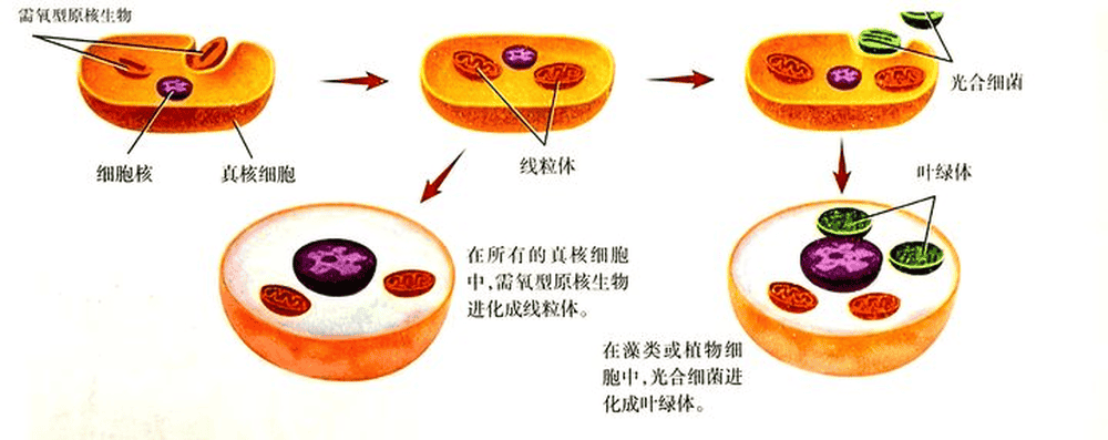 我们一直在吃的海带其实不是植物海带不是植物为什么