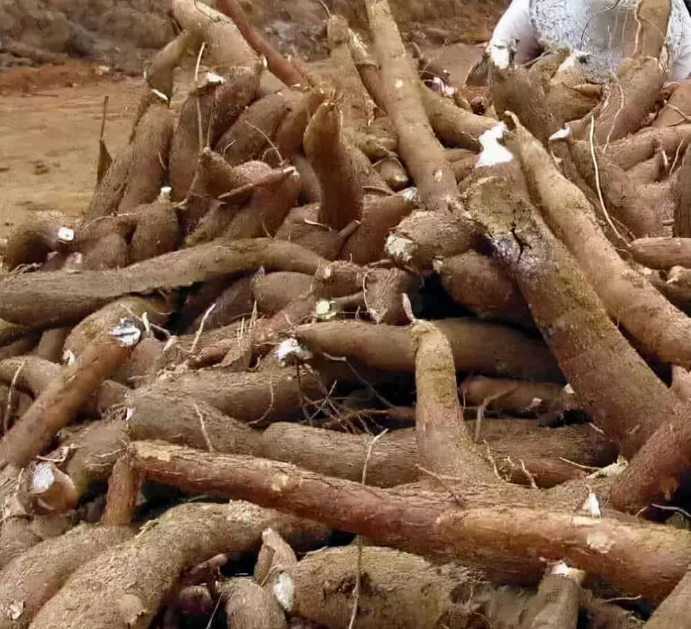 全球都食用的木薯居然有毒?