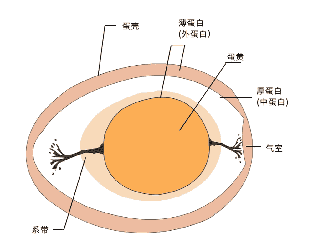 气室在鸡蛋的什么位置图片