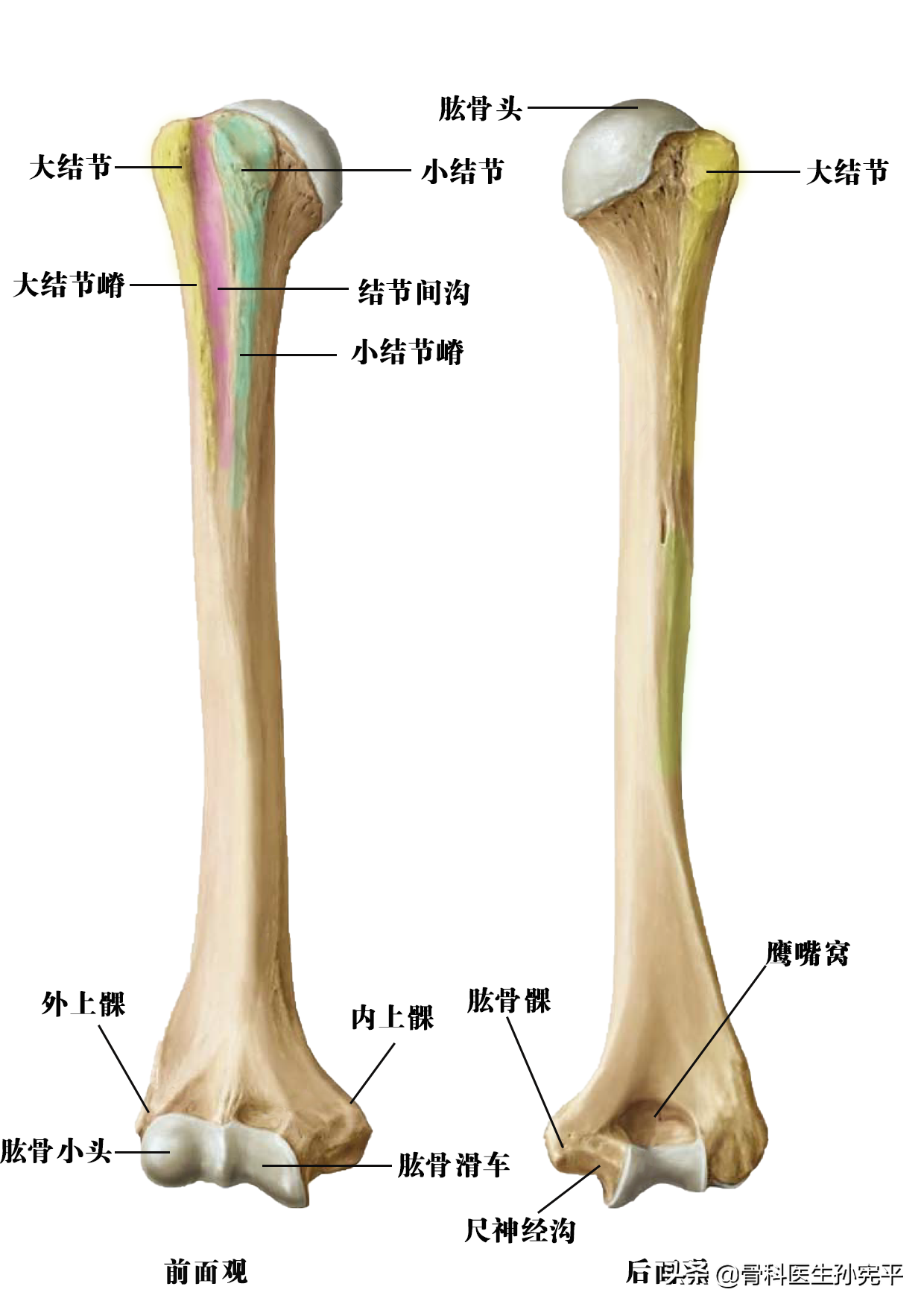 上肢骨骼的解剖图谱 上肢骨头解剖图谱