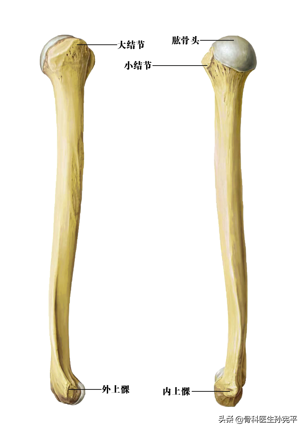 上肢骨骼的解剖图谱 上肢骨头解剖图谱