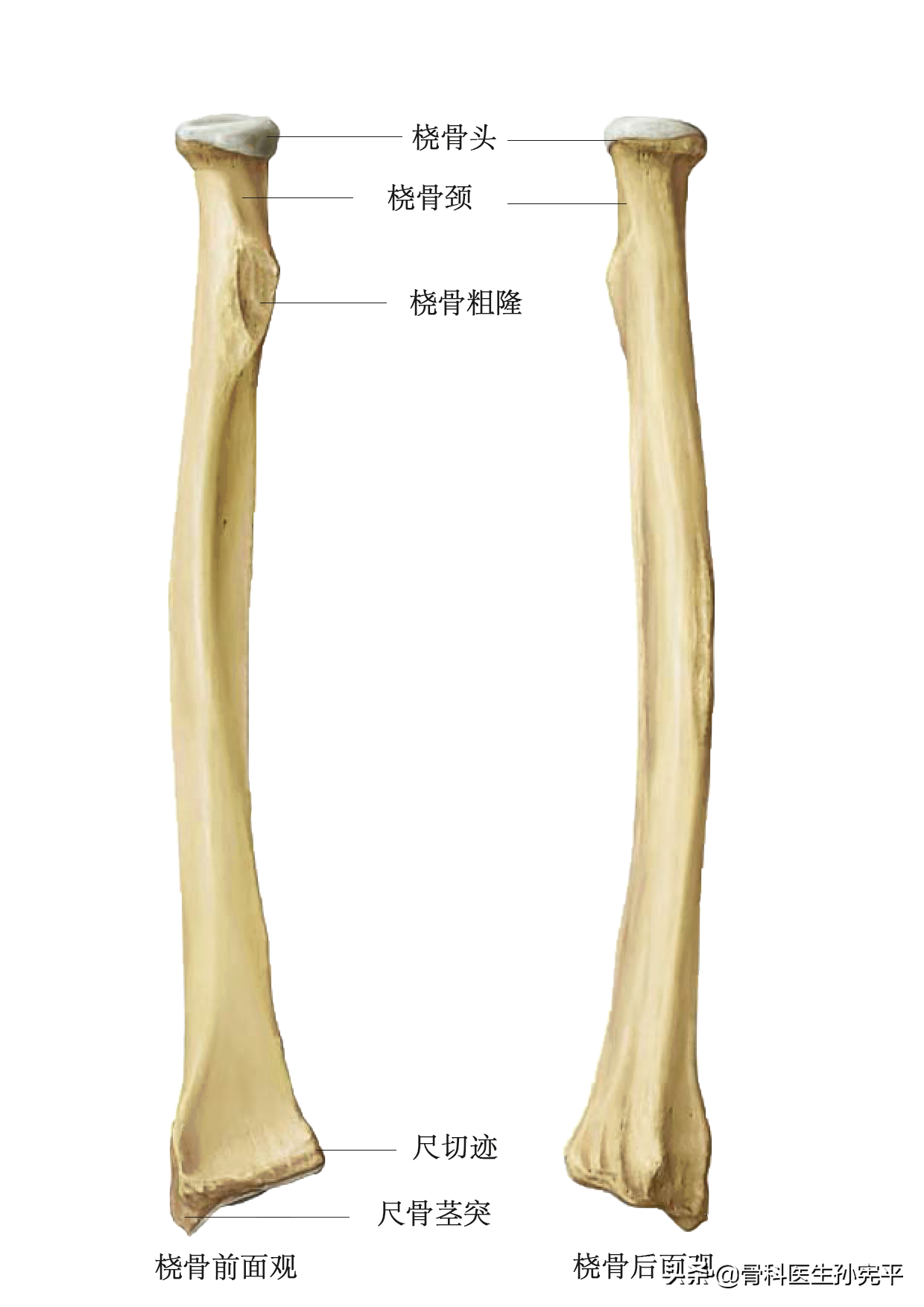 上肢骨骼的解剖图谱 上肢骨头解剖图谱