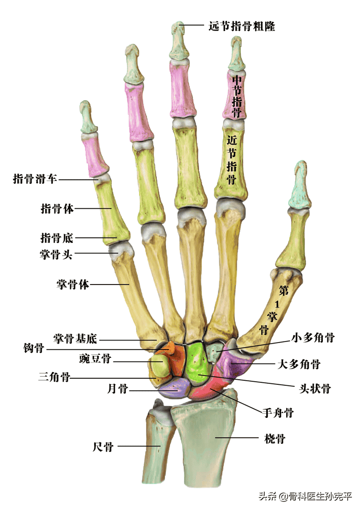 上肢骨骼图及其名称图片