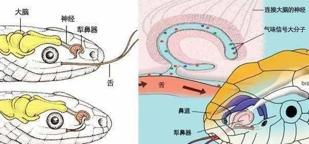  舌頭分叉動(dòng)漫叫什么_舌頭分叉視頻是真的嗎