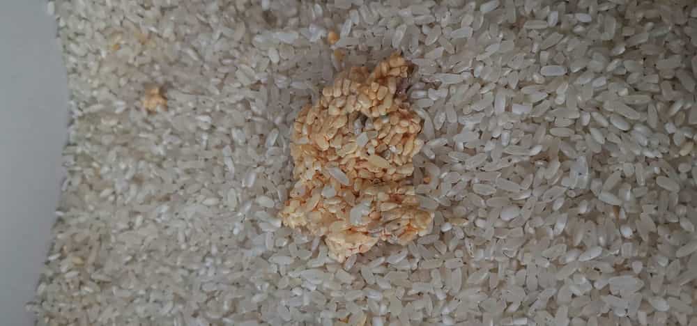 打开一袋2个月前买的5公斤大米,装入米箱,装完发现大米中,有黄颜色米
