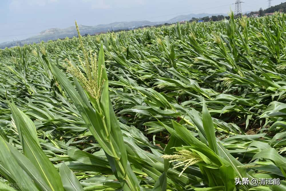 玉米品种的生物学特征决定玉米的种植密度