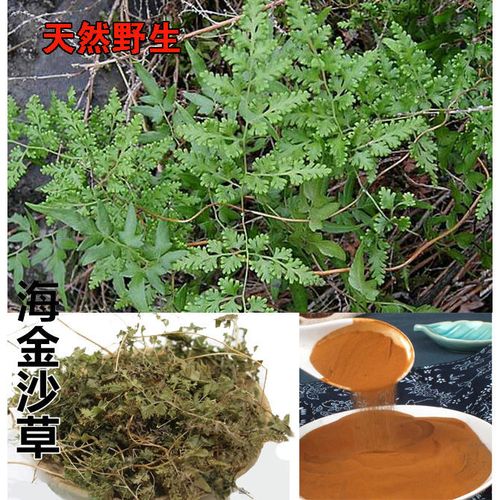 海金沙是一種什麼樣的植物藥用植物海金沙屬於什麼植物門