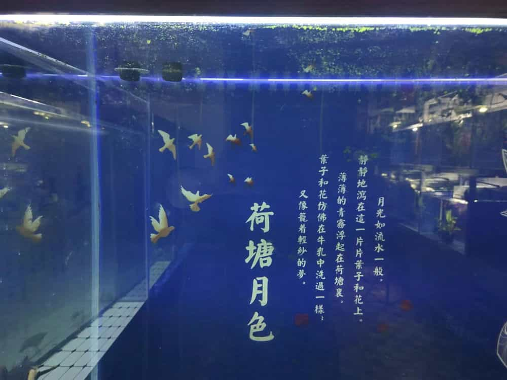 第二天魚缸裡的蛋白蟲全部消失魚缸裡出現蛋白蟲怎麼辦