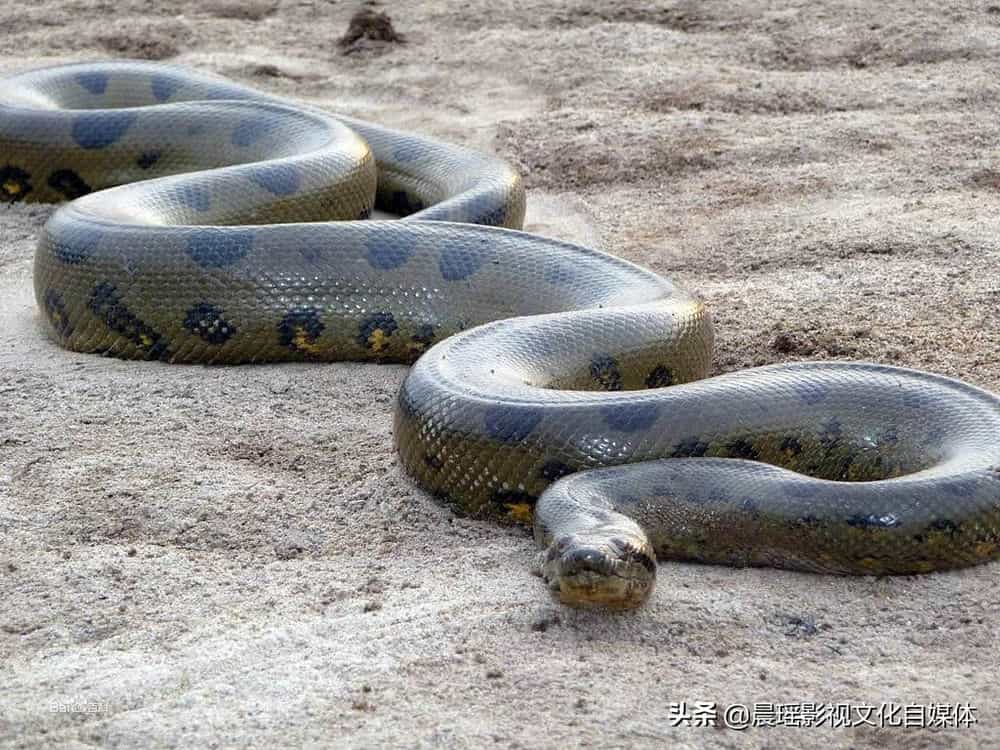 眼镜王蛇vs森蚺巨蟒图片
