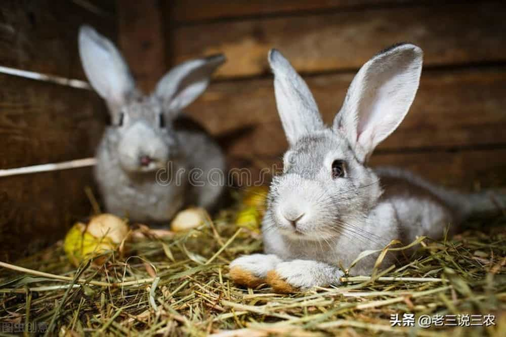 讓兔子冬天多配種冬天兔子能配種嗎