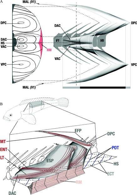 黄颡鱼结构示意图图片
