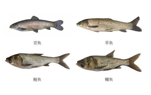 这样就能分辨海水鱼和淡水鱼了海水鱼淡水鱼区别